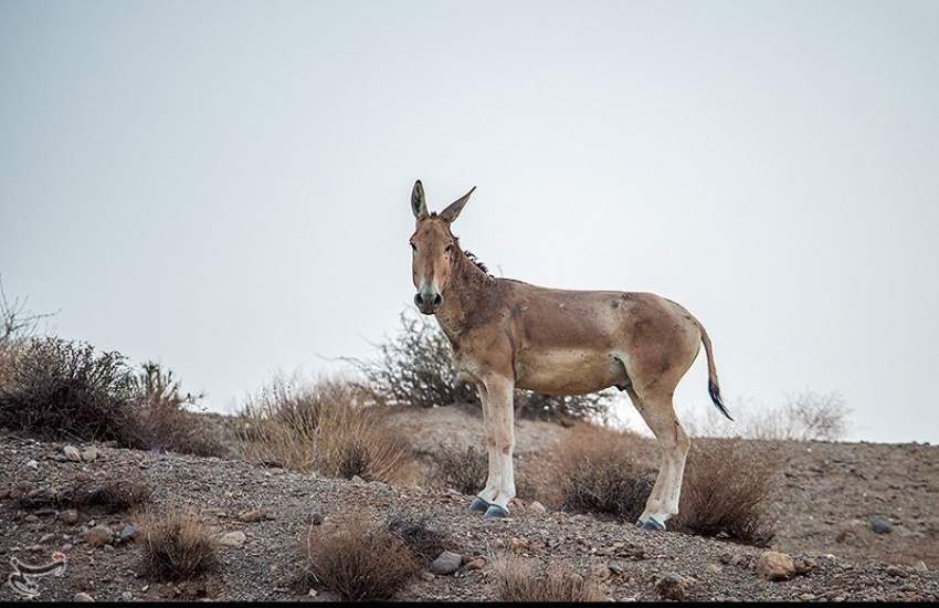 گور ایرانی از انقراض نجات پیدا کرد