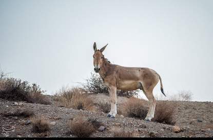 گور ایرانی از انقراض نجات پیدا کرد
